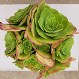 Aeonium urbicum ‘Salad Bowl’