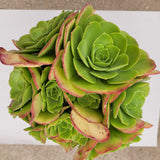 Aeonium urbicum ‘Salad Bowl’