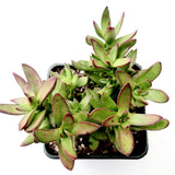 Crassula rubricaulis 'Butterfly Bush'