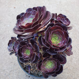 Aeonium 'Voodoo' - Giant Red Aeonium