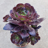 Aeonium 'Voodoo' - Giant Red Aeonium