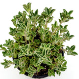 Plectranthus neochilus - Lobster Flower