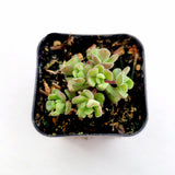 Sedum versadense Korean Succulent