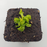Small green Venus flytrap (Dionaea muscipula) "GJ Giant Cudo" plant in a square pot of soil on a white background