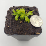 Small container with young Venus flytrap (Dionaea muscipula) "GJ Giant Cudo" plants and a quarter for scale on a white background