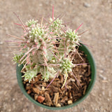 Variegated Corn Cob Cactus Euphorbia mammillaris