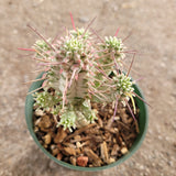Variegated Corn Cob Cactus Euphorbia mammillaris