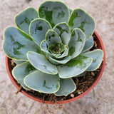 Greenovia aurea