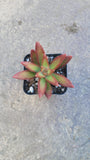 Sedum adolphii 'Firestorm'