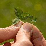 Microclover Alternative Lawn comparison