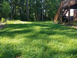 Lush green lawn with a wooden deck and stairs leading up to a house in the background. Ultimate Clover Lawn Mix: Low-Maintenance, Eco-Friendly Yard, MicroClover Lawn Seed