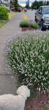 Dog standing next to a bush withlavender flowers on a sidewalk with a truck in the background.
