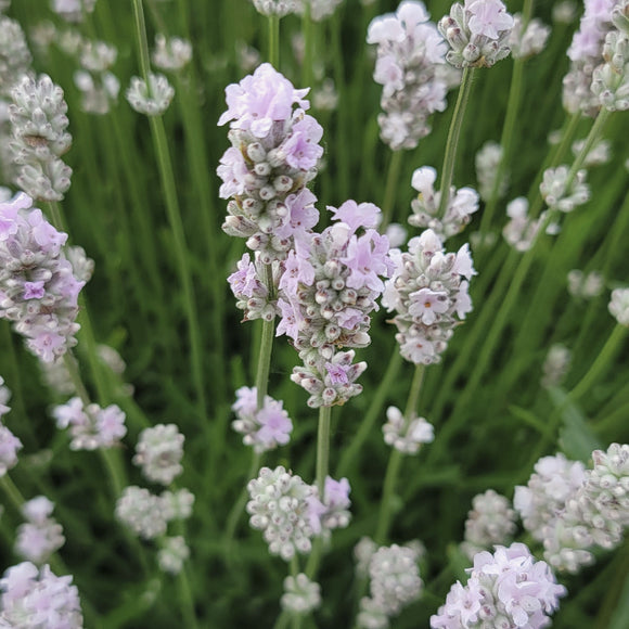 Close-up of pink lavender flowers with green leaves
