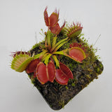 Venus flytrap (Dionaea muscipula) 'Long Red Fingers'