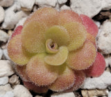 Fuzzy Pinguicula martinezii plant on a rocky surface