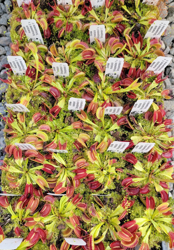 Dionaea 