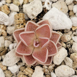 Pink Pinguicula ehlersiae 'Victoria' plant on a bed of small stones