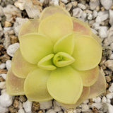 Close-up of a green Pinguicula moranensis var. caudata x spec. Guatemala plant with a blurred natural background