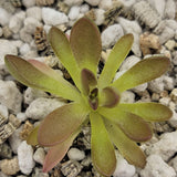 Green Pinguicula cv. 'BCP Crystal' plant with brown tips on a pebble background