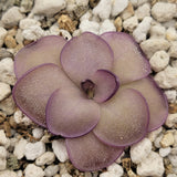 Pinguicula "Leilani" -Butterwort