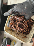 European Nightcrawlers 1 lbs (approx. 350) (ENC) (Eisenia hortensis or Dendrobaena veneta) – Soil Builders & Super Bait Worms - FREE SHIPPING