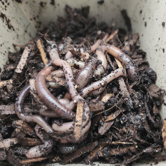 European Nightcrawlers 1 lbs (approx. 350) (ENC) (Eisenia hortensis or Dendrobaena veneta) – Soil Builders & Super Bait Worms - FREE SHIPPING