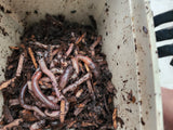 European Nightcrawlers 2 lbs (approx. 700) (ENC) (Eisenia hortensis or Dendrobaena veneta) – Soil Builders & Super Bait Worms - FREE SHIPPING