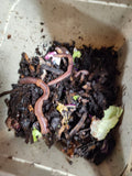 European Nightcrawlers 2 lbs (approx. 700) (ENC) (Eisenia hortensis or Dendrobaena veneta) – Soil Builders & Super Bait Worms - FREE SHIPPING