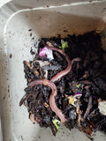 European Nightcrawlers 1 lbs (approx. 350) (ENC) (Eisenia hortensis or Dendrobaena veneta) – Soil Builders & Super Bait Worms - FREE SHIPPING