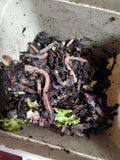 European Nightcrawlers 2 lbs (approx. 700) (ENC) (Eisenia hortensis or Dendrobaena veneta) – Soil Builders & Super Bait Worms - FREE SHIPPING