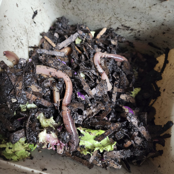 European Nightcrawlers 1/2 lbs (approx. 175) (ENC) (Eisenia hortensis or Dendrobaena veneta) – Soil Builders & Super Bait Worms