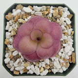Pink Pinguicula "Peaches" plant in a pot with decorative pebbles on a white background