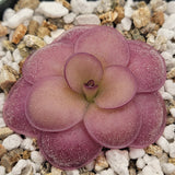 Purple Pinguicula "Peaches"  plant on a bed of small stones
