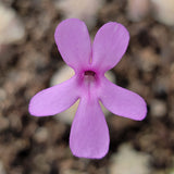 Close-up of a single purple Pinguicula esseriana {Buena Vista} flower with a blurred natural background