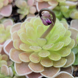 Close-up of Pinguicula ehlersiae 'Victoria' with a small purple flower bud.