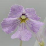 Close-up of a purple Pinguicula mirandae x (laueana CP2 x emarginata) flower with a yellow center on a gray background