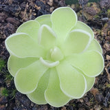 Close-up of a green Pinguicula ehlersiae (white flower) plant with a textured surface on a dark background.