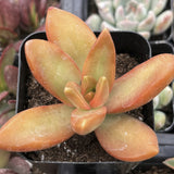 Sedum Firestorm plant with orange and green leaves in a pot, surrounded by other plants.