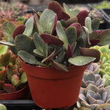 Crassula 'Pondo Cliff' plant with red pot surrounded by other plants