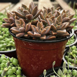 Potted Graptosedum Alpenglow plant with a red pot surrounded by other plants