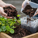 Two hands holding soil with earthworms, one transferring them to a container.