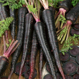 Black Nebula Carrot Seeds (Organic)
