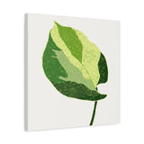 Manjula Pothos Illustrated Canvas Print – Botanical Wall Art