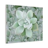 Pachyveria Haagei Succulent Pattern Canvas Print – Botanical Wall Art