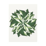 Calathea White Fusion Canvas Print – Botanical Wall Art