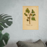 Populus nigra (Black Poplar) with Leaf Galls, Colorized Reproduction from Erucarum Ortus (1717), GoGardenNow Exclusive