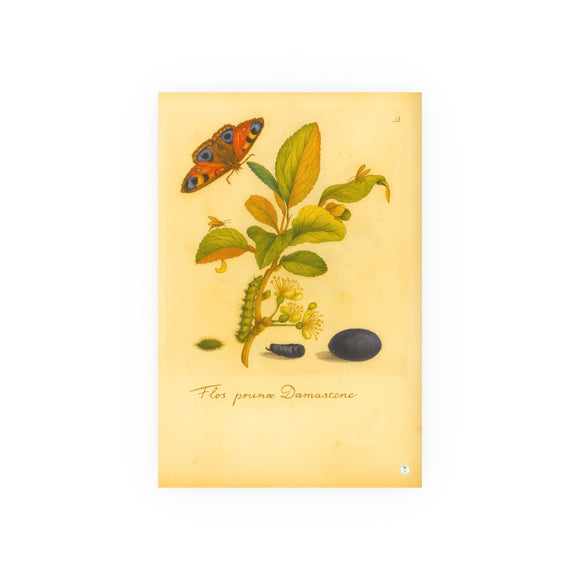 Flos prunus Damascena (Flowering Damson Plum) with Butterfly, Colorized Reproduction from Erucarum Ortus (1717), GoGardenNow Exclusive