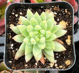 Echeveria 'Marcus' plant in a pot with soil