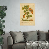 Flos grossulariae sativa spinosa (Flowering Gooseberry) with Insects – Colorized Reproduction from Erucarum Ortus (1717) – GoGardenNow Exclusive