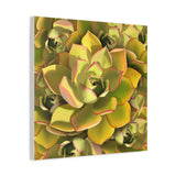 Noble Aeonium Succulent Pattern Canvas Print – Botanical Wall Art